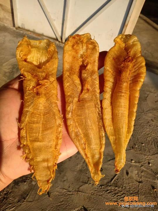 便宜小的魚膠有營養嗎